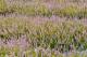 縣府5-2022獅潭仙草花節11月中登場，紫色花海相當迷人.JPG
