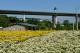 縣府10-2022苗栗銅鑼杭菊芋頭節登場，杭菊花已經開放.JPG