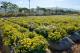 縣府5-2022苗栗銅鑼杭菊芋頭節登場，杭菊花已經開放.JPG