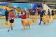縣府6-苗栗國際畜犬展覽比賽暨寵物美容師檢定暨競技與KCT北區聯合會犬展，主人帶著犬隻走秀.JPG