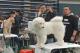 縣府13-苗栗國際畜犬展覽比賽暨寵物美容師檢定暨競技與KCT北區聯合會犬展，參賽犬隻整理毛髮.JPG