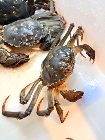 圖片來源:苗栗縣政府