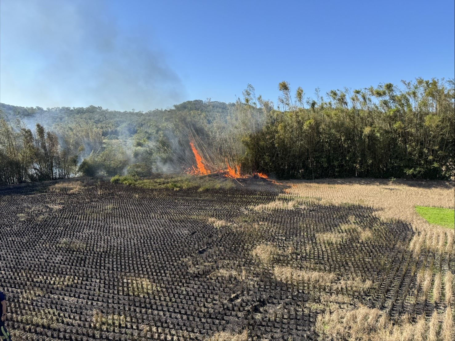 通霄消防分隊執行北勢窩竹林火警