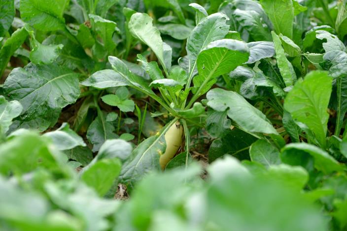 圖片來源：苗栗縣政府