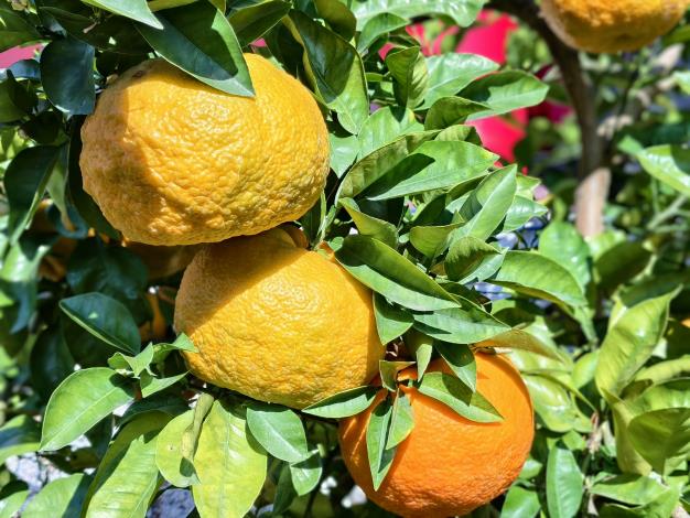 圖片來源：苗栗縣政府