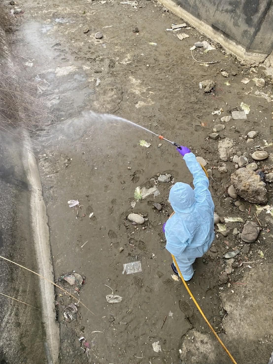 後龍棄置雞屍檢出H5N1　縣長指示嚴查行為人以最高罰則重罰100萬