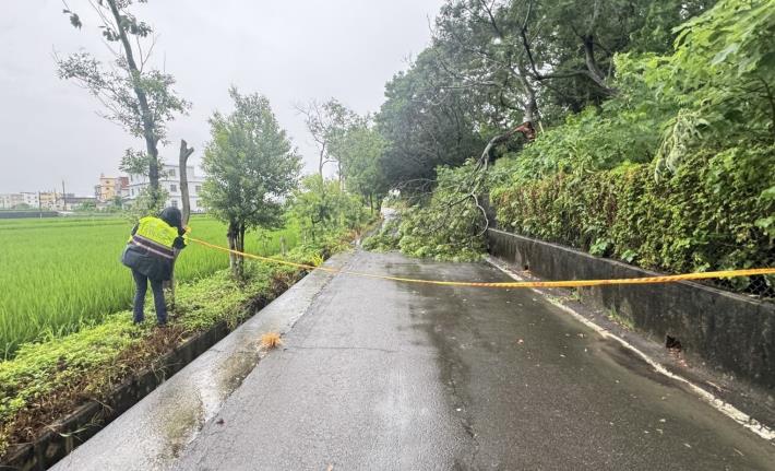 路樹倒塌阻通行　通霄警冒雨即時處置