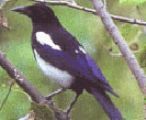 County Bird – Magpie