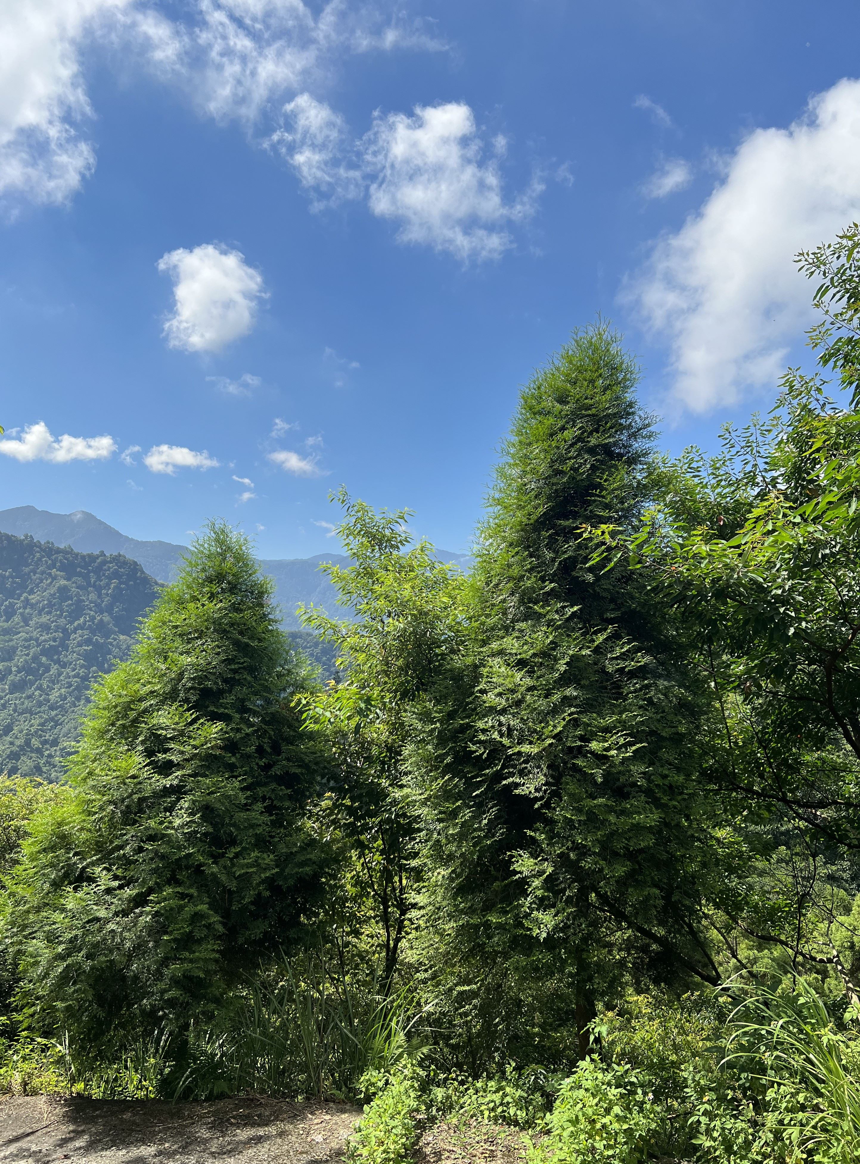 獎勵輔導造林新制 6年最高補助60萬