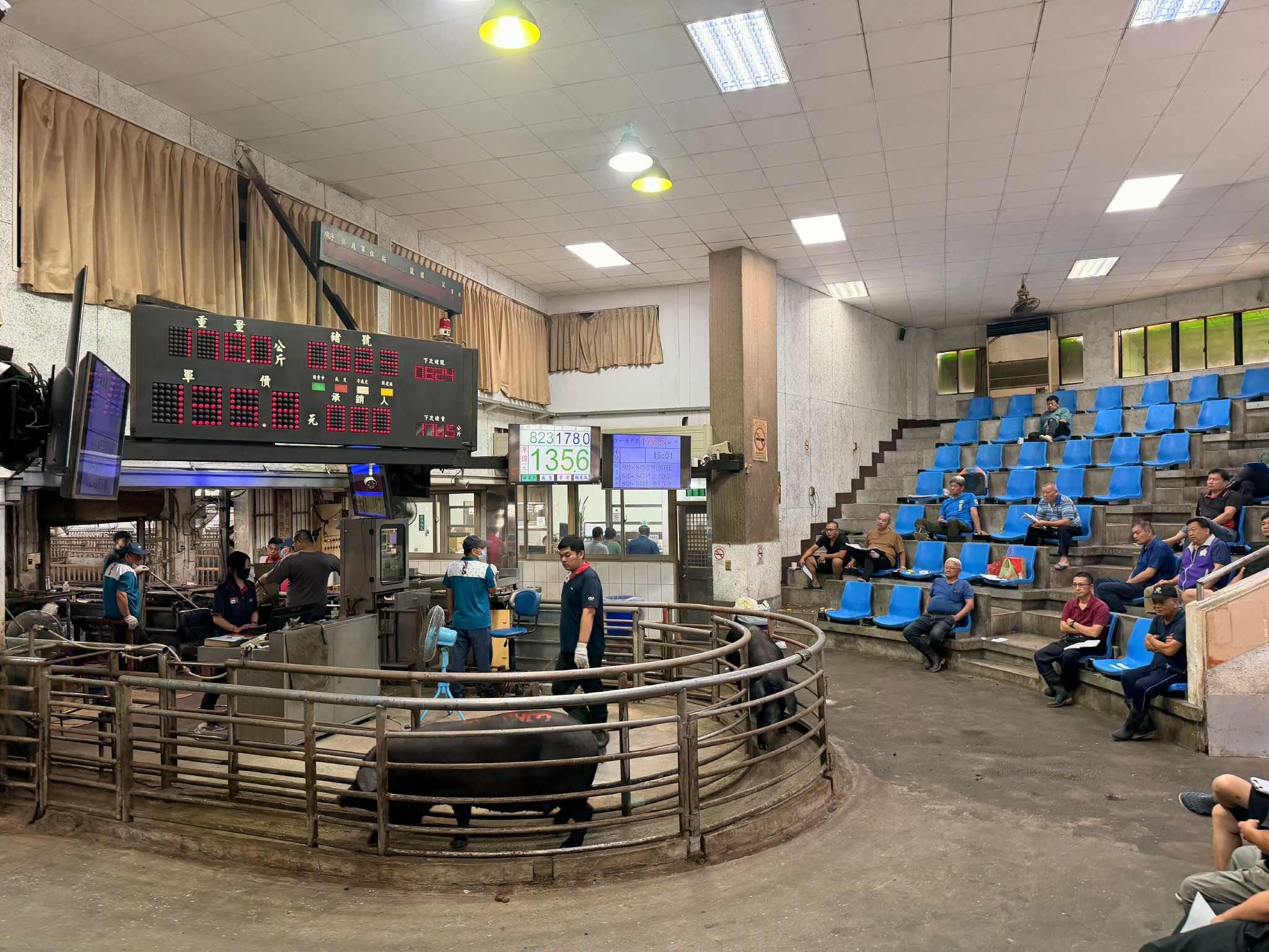 苗栗肉品市場交易熱絡　拍賣均價創近期新高