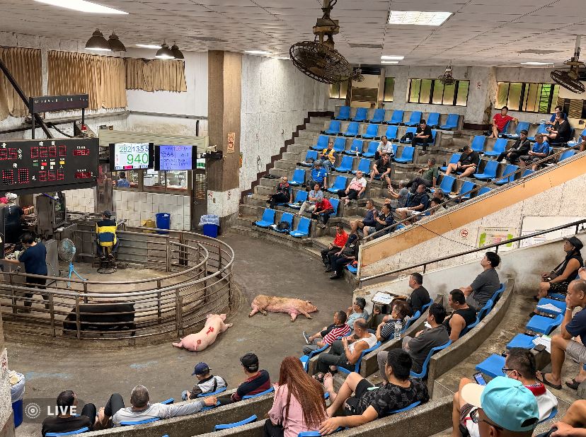 苗栗肉品市場加碼拍賣毛豬，供應量大增六成!　豬價回穩創，三贏局面!