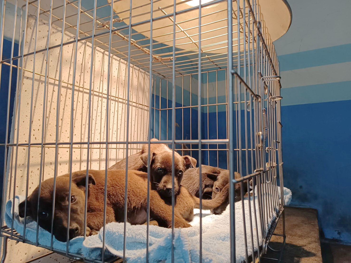 苗收冬季強化溫暖照護，守護毛孩健康安心渡冬