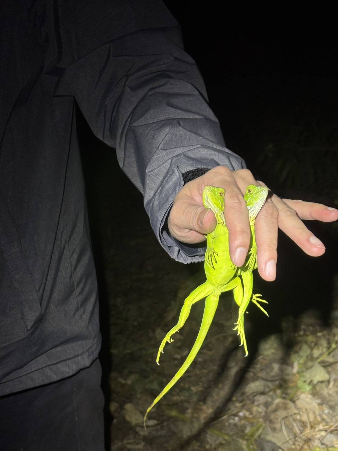 發現綠鬣蜥請主動撥打1999通報