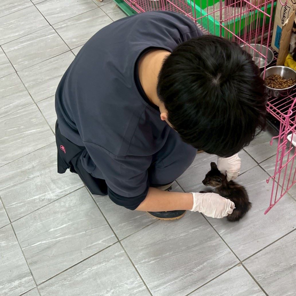 用愛延續幸福，領養貓咪回家照護須知