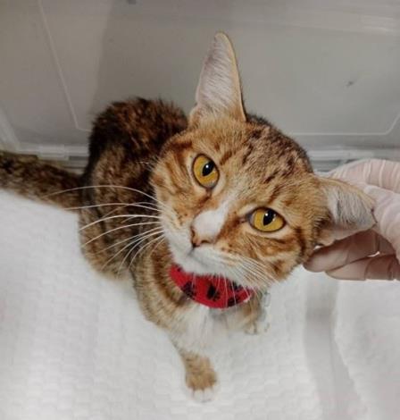 圖片來源：苗栗縣政府