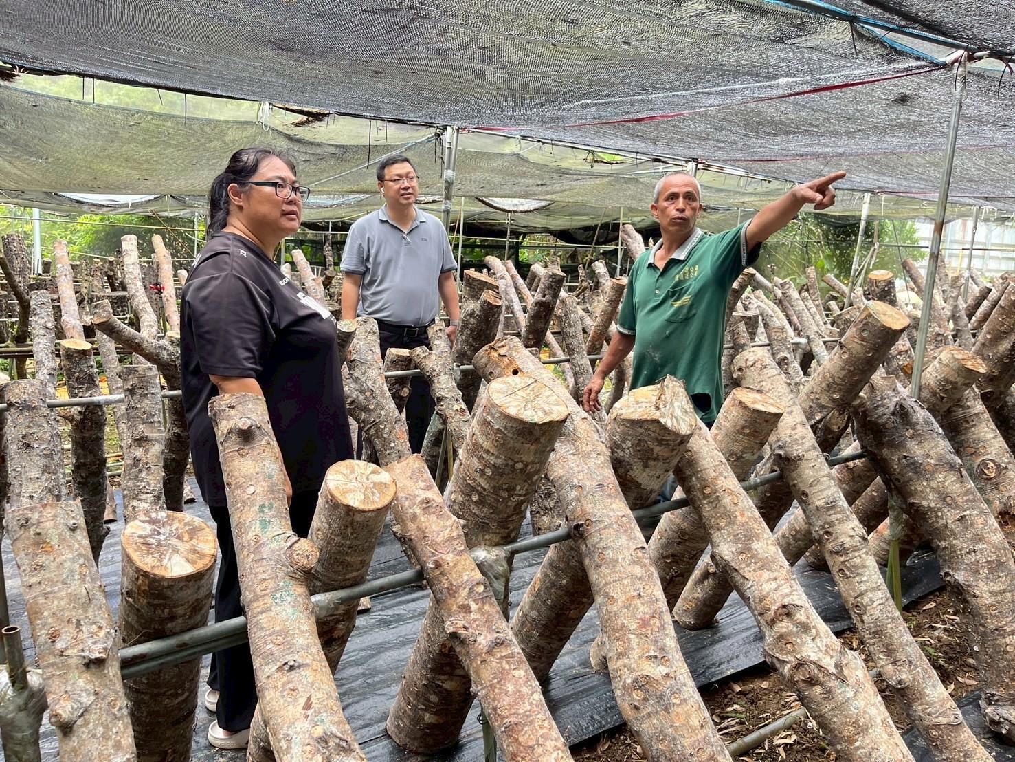 農業試驗所專家走訪苗栗香菇栽培場域，實地評估示範基地設施與環境，並與耕作者深入交流技術經驗。