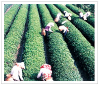 茶廠